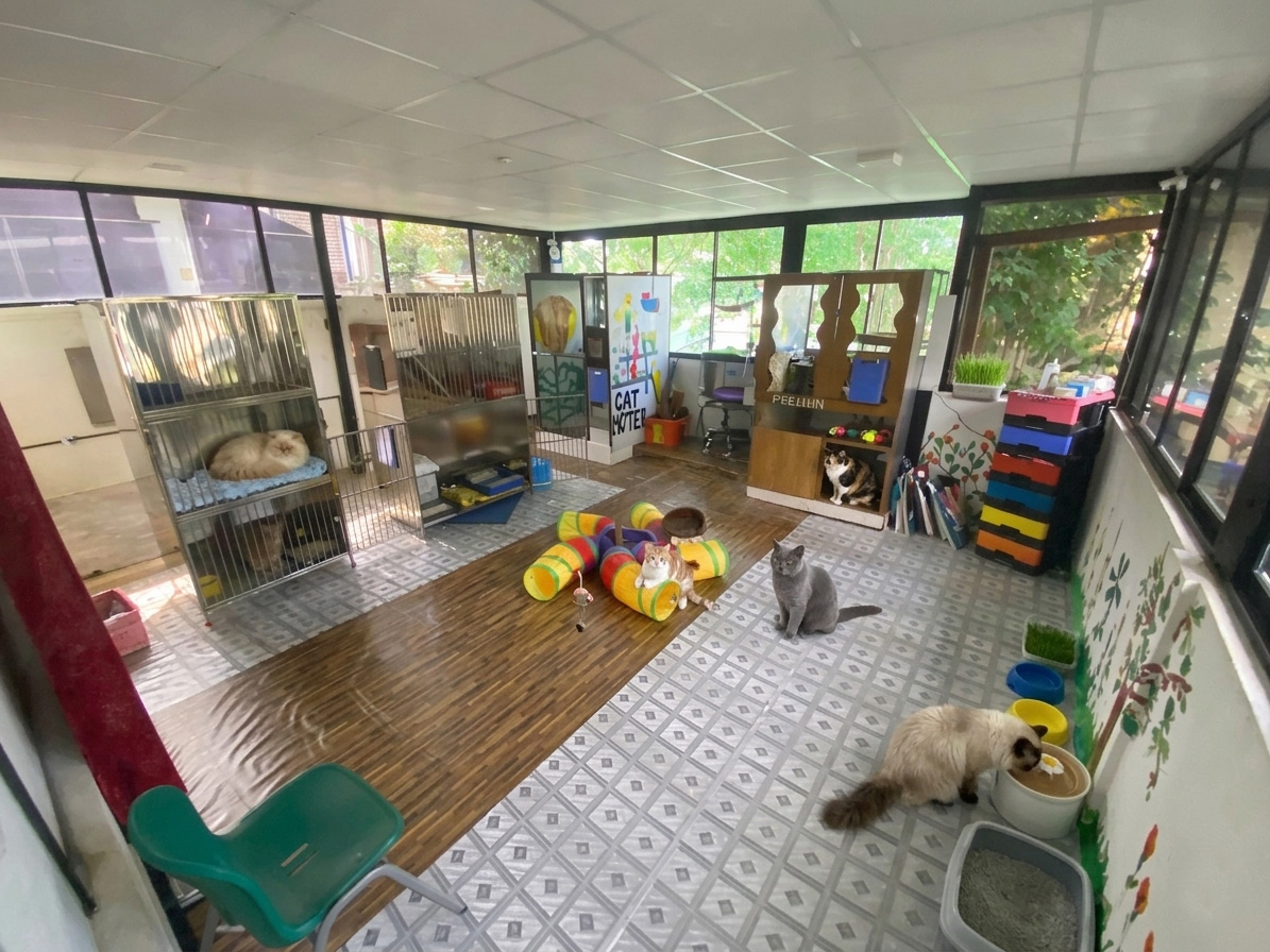 Crown Cat Hotel Boarding