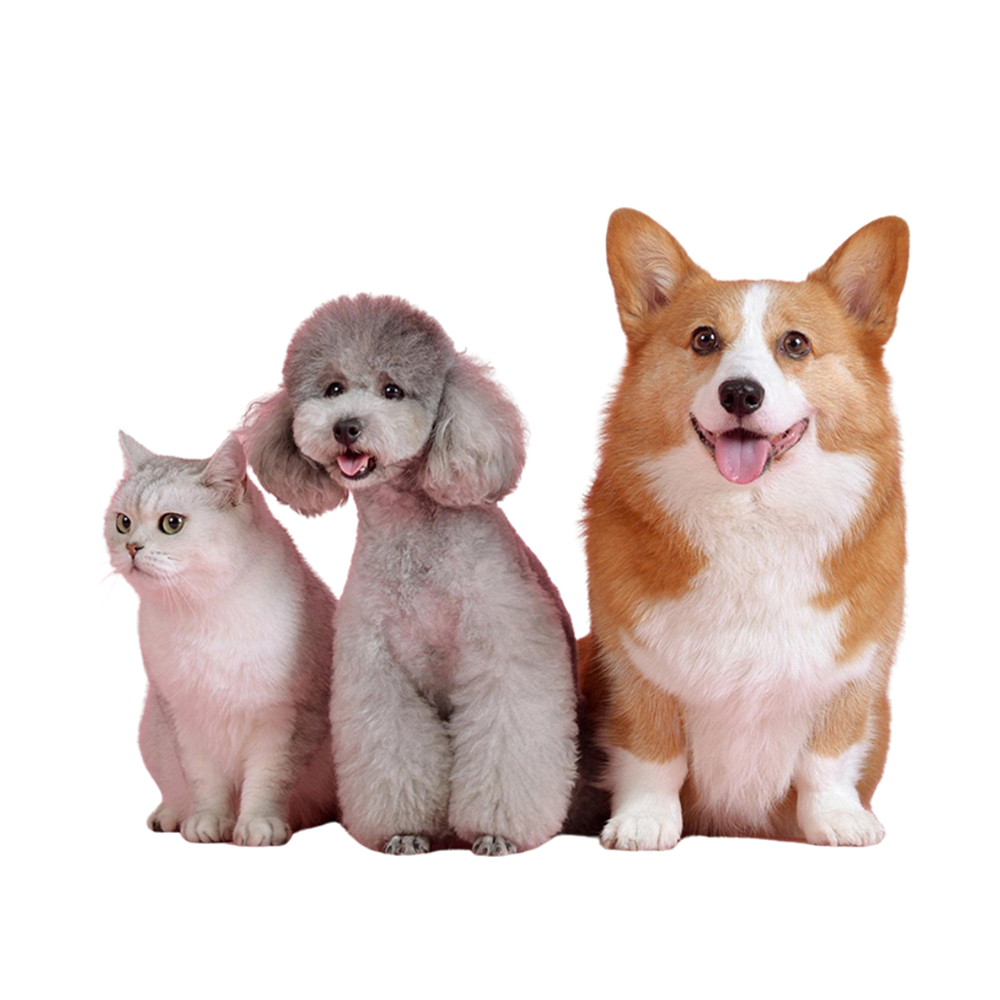 Pets with crowns — Royal Care for Loyal Hearts